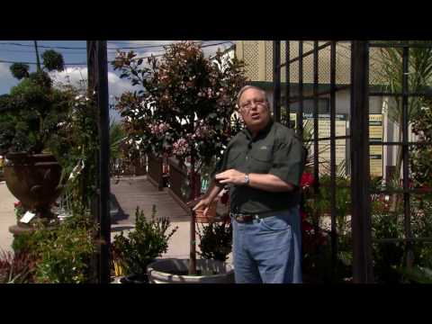 Indian hawthorn can be shrub or tree