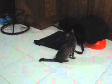 RARE BREED OF MONKEY CAT!!! Sarita Perez de Tagle Diana Lyn Lopez