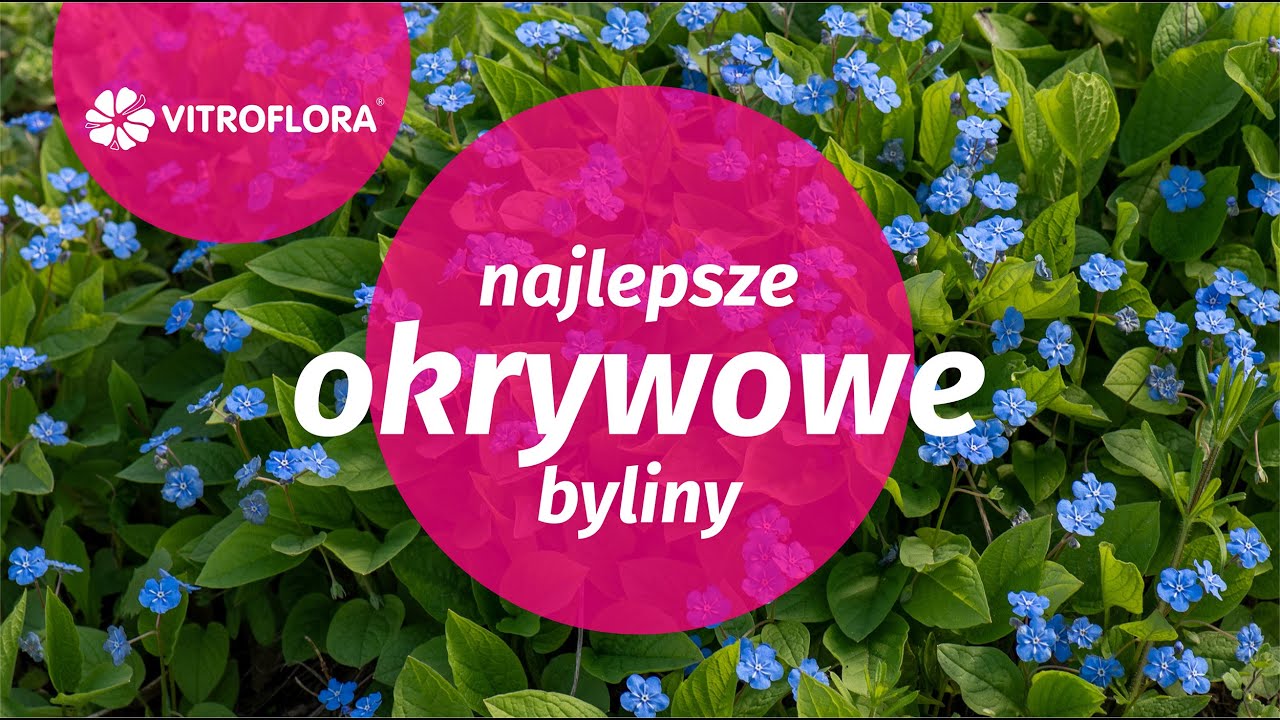 Najlepsze byliny okrywowe