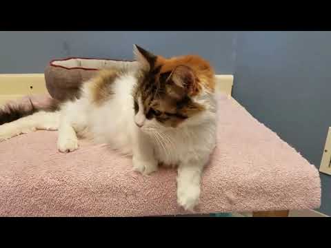 Ophelia, an adopted Domestic Medium Hair in Marshfield, WI_image-1