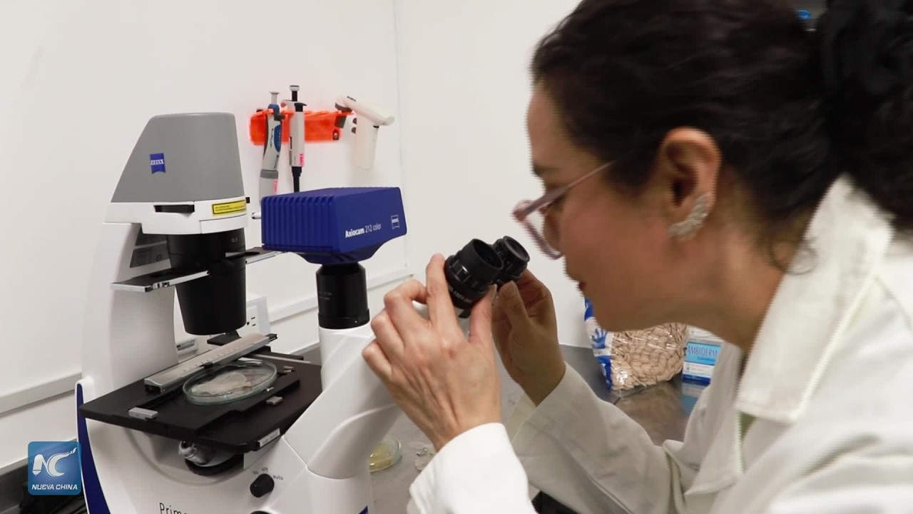 Crean en México parches dérmicos para combatir infecciones y favorecer cicatrización