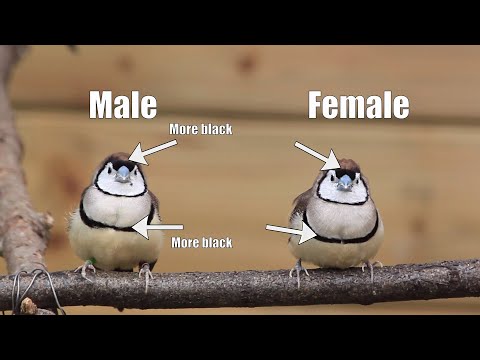 Tips for Keeping and Breeding OWL FINCHES, Aviary Birds