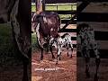 VACA PINTADA COM BEZERRO PINTADO Fazenda Agro Boi Gado Roça Bezerro Lidanaroça Pecuaria