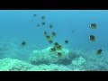 Raccoon Butterflyfish Kona
