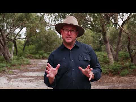 Raymond Island Koala Trail