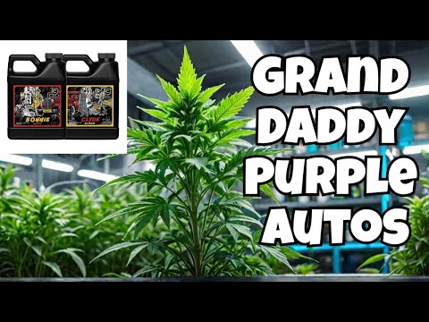 How to Grow Grand Daddy Purple: Training and Nutrients