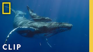 Witness a humpback whale birth caught on camera in