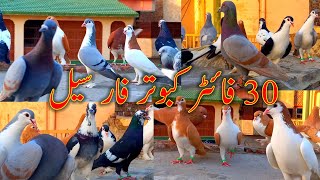 30 Fighter pigeon For sale | Kabootar Bazi |  LKB Pigeons | Raja Pigeon |