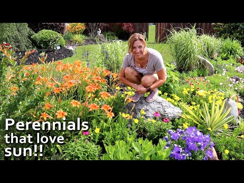 TOP 10 full sun perennials that get bigger and more beautiful each year! | My Carolina Garden