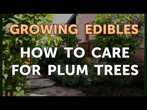 How to Grow Mangosteen From Seed