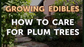 How to Care for Plum Trees