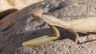Praying Mantis Goes Rock Climbing with a Little Prayer but No Approach Shoes. This Is What Happens.