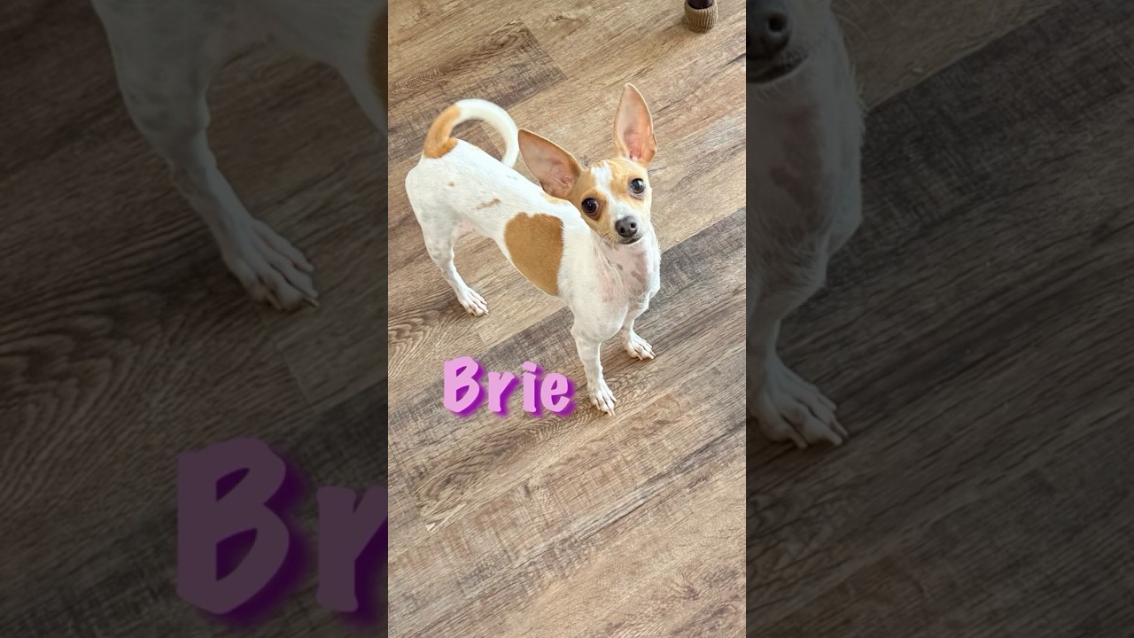 Brie, a ADOPTABLE mixed breed in Denver, CO video 3/6