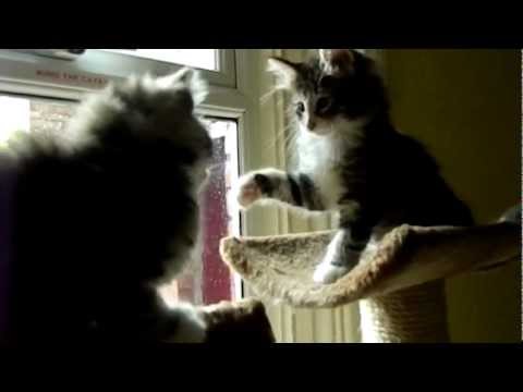 Vaiydurya Norwegian Forest Cats - Pushkar and Nalini is wrestling.MOV