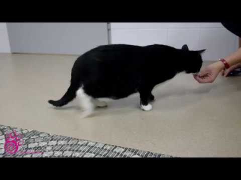 Cat rehabilitation after spine injury. The Spinal Walk System.