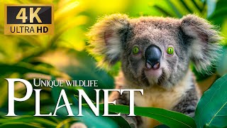 Unique Wildlife Planet 4K 🐾 Amazing Animals Video with Relax Music and Real Sound Nature