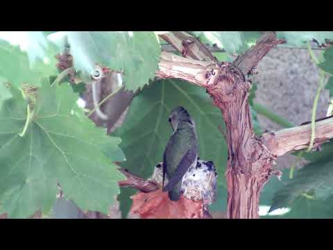 2022 04 15 AM Hummingbird