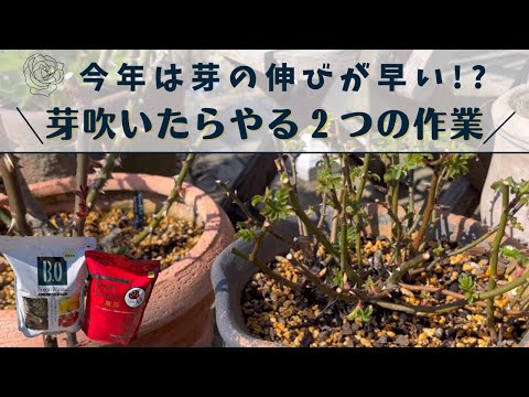 ゴールドクレマチス 植物