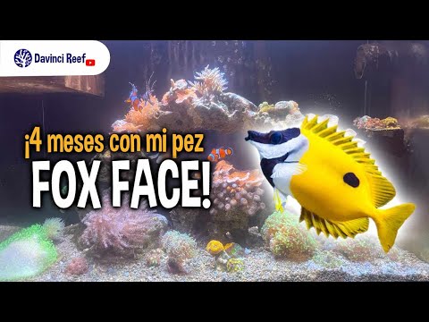 Acuario Marinos - Pez Fox face. 4 meses con mi Pez cara de zorro.