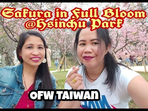 Sakura in Full Bloom||Hsinchu Park||OFW Taiwan