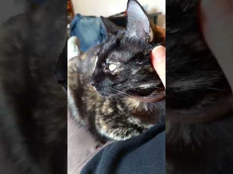 Amor gatuno 8.3 #cute #funnycats #mascotas #gatos #pets #ternura