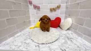 トイプードルの動画01