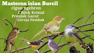 Download lagu Masteran isian burcil !! Cigun ngebren, ciblek kristal, prenjak gacor vs gereja tarung gacor mp3 Download lagu Masteran isian burcil !! Cigun ngebren, ciblek kristal, prenjak gacor vs gereja tarung gacor mp3