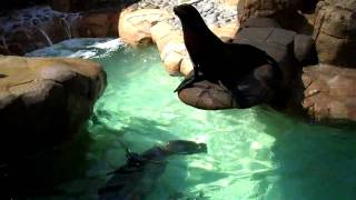 Epic San Diego Trip - SeaWorld : Penguins Sea Lions - Day 5 (Part B)