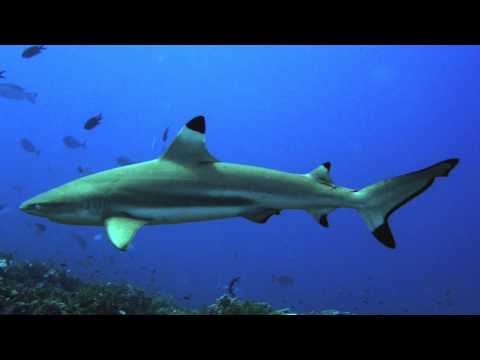 Blacktip Reef by Steve Gibb