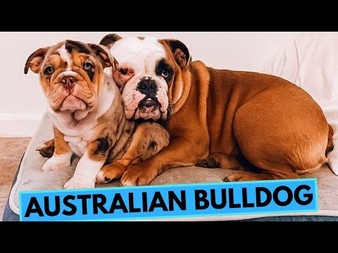 Australian Bulldog - TOP 10 Interesting Facts