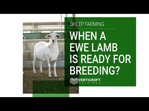 , title : 'When An EWE Lamb is Ready For Breeding | Sheep Farming | Verticroft Holdings | Ryan Singlehurst'