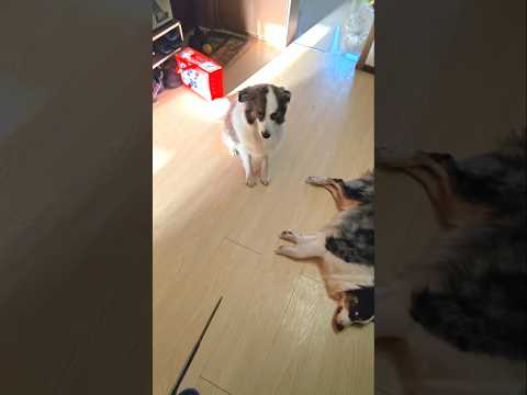 "Oscar-Worthy Acting… But Only for a Treat! 🎬🐶" #shorts #dog #acting #funny #viralshorts #shortfeed