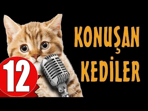 Pisicik TV - Konuşan Kediler 12 - En Komik Kedi Videoları!