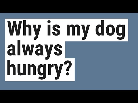 download lagu mp3 mp4 Why Is My Dog Always Hungry, download lagu Why Is My Dog Always Hungry gratis, unduh video klip Why Is My Dog Always Hungry