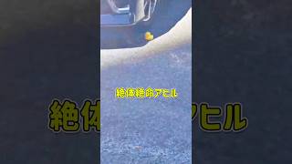 絶体絶命のアヒル発見