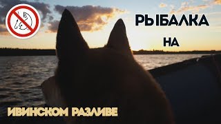 Рыбалка 3 река свирь где и на что ловить