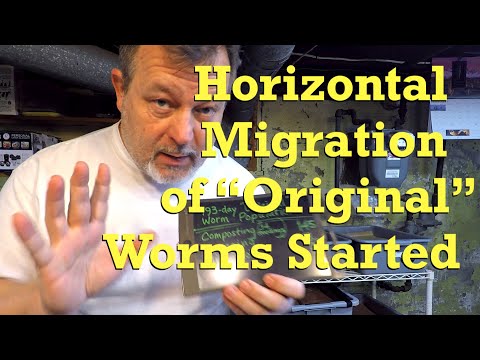 Starting horizontal migration of "original" worms on day 193 - vermicompost