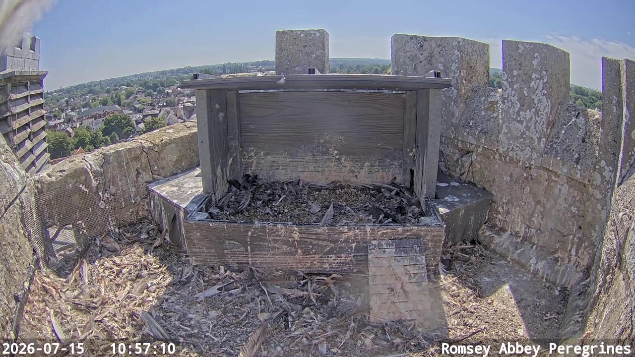 Live webcam view of Romsey Abbey Peregrine Falcons