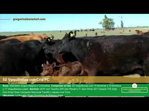 50 Vaquillonas con Cría PC Aberdeen Angus Negras y Coloradas. Gregorio Aberasturi SRL.