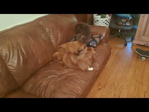 Bruno meets his girlfriends Buttercup and Birdie, puppy  love pekingese style 💖