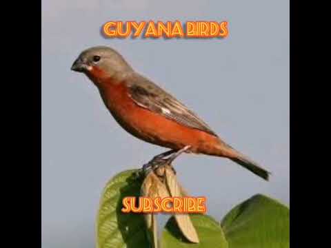 WIET WIET FIRE RED | ROWTIE | LORTI | TRAINING VIDEO