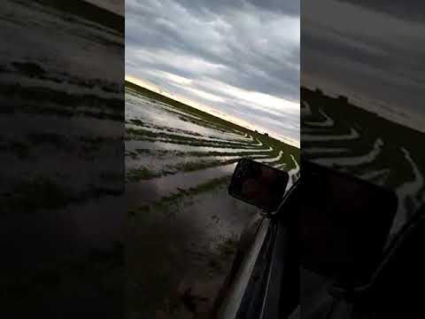 A pura potencia por rincon de zamora