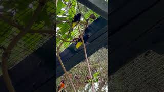 Download lagu Black Siskins and Red Siskin mp3 Download lagu Black Siskins and Red Siskin mp3