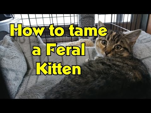 How To Tame and Socialize Feral Kittens - Feral Cat Socialization - RM00100
