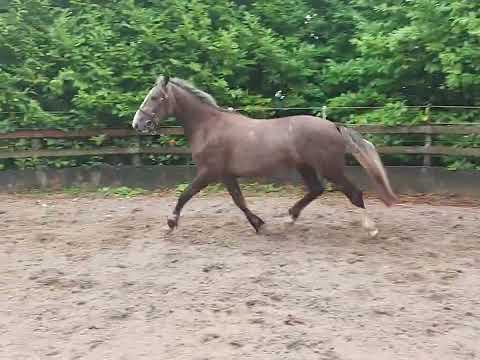 2yr old Irish Draught Filly - Image 2