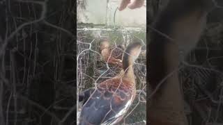 Download lagu PIKAT BELIBIS MERAH mp3 Download lagu PIKAT BELIBIS MERAH mp3