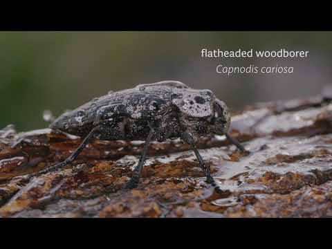 Krka Wild Nature - Insects