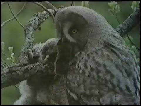 Resa I Svenska Naturens Inre - Dalarna (SVT 1986-02-09)