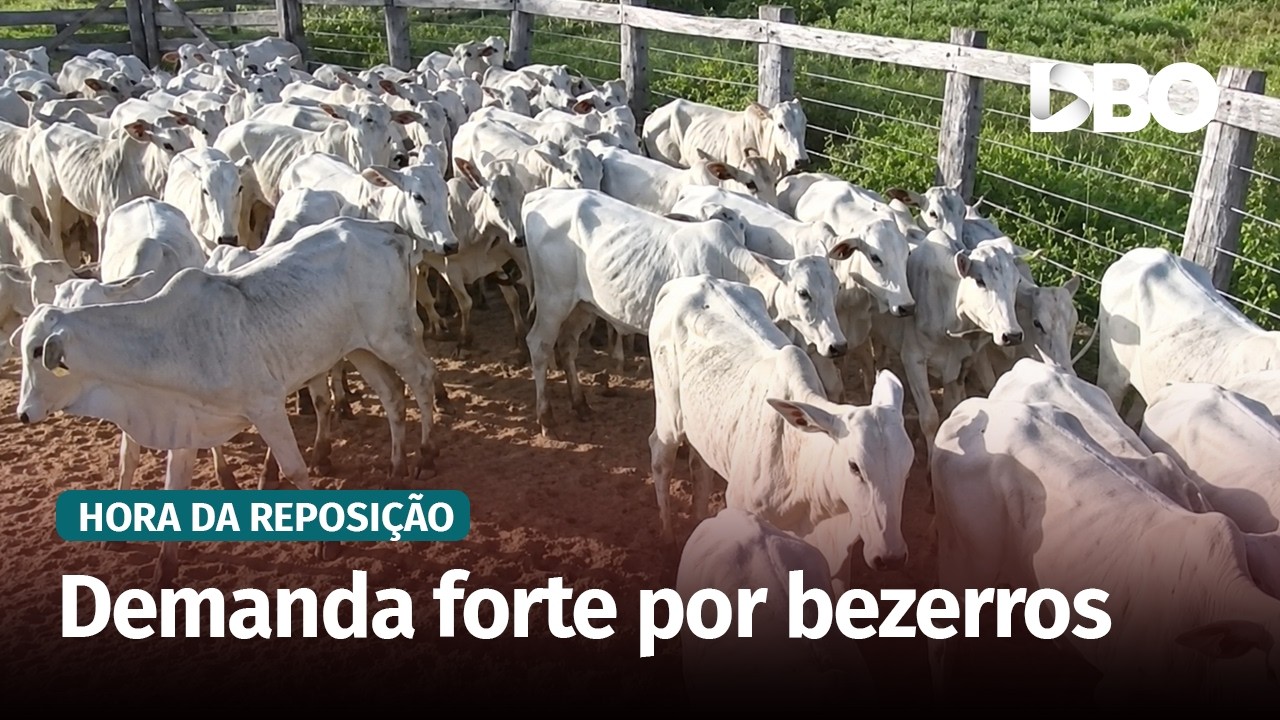 Bezerro volta a subir em MS e oferta pode apertar mais para frente