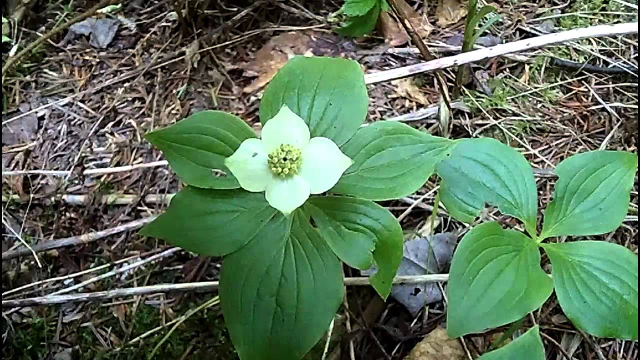 MyNature Apps; Identifying Bunchberry, Cornus canadensis - YouTube